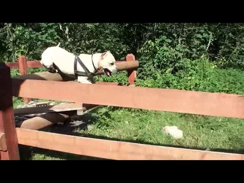 Пес - паркурист